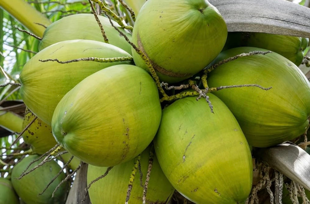 Green Drinking Coconut