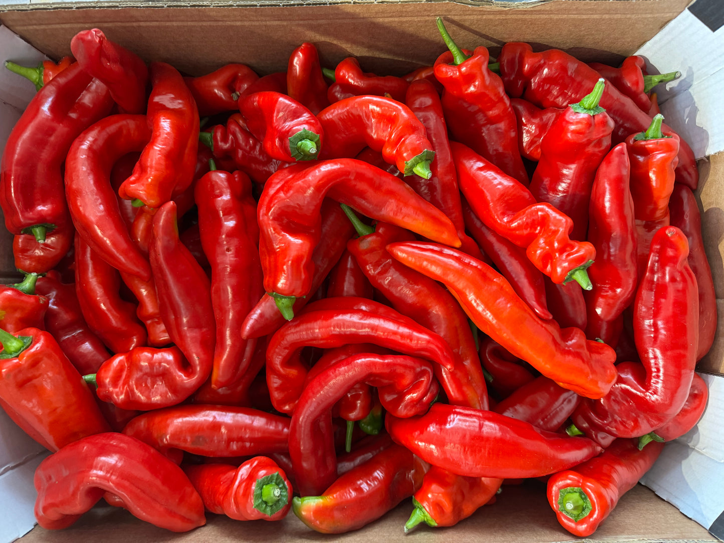 Kapia Long Peppers 3pc