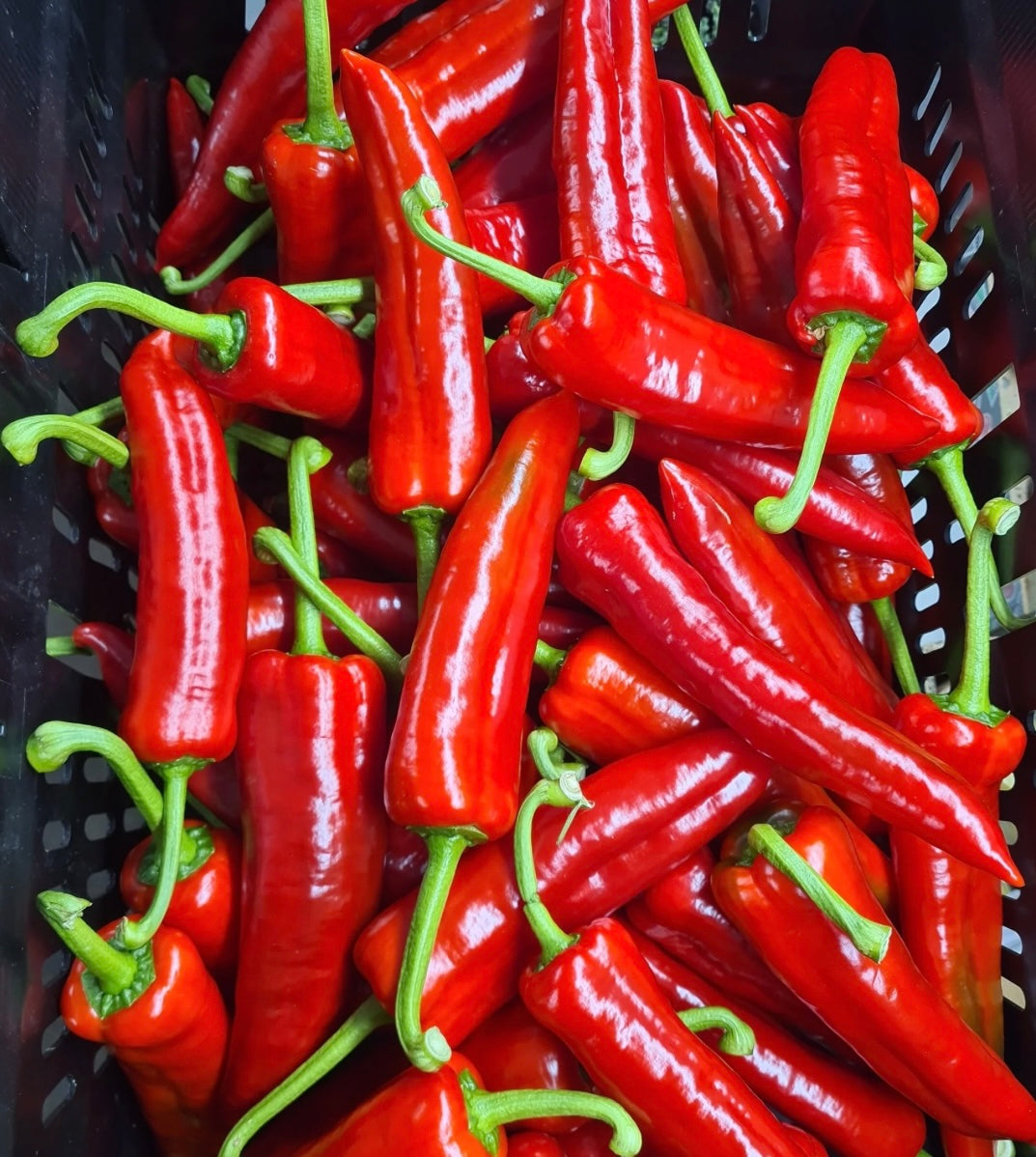 Kapia/Romano Pepper 2pc