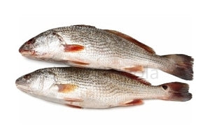 Yellow Croaker Fish per Kg