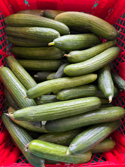 Baby Cucumbers per Kg
