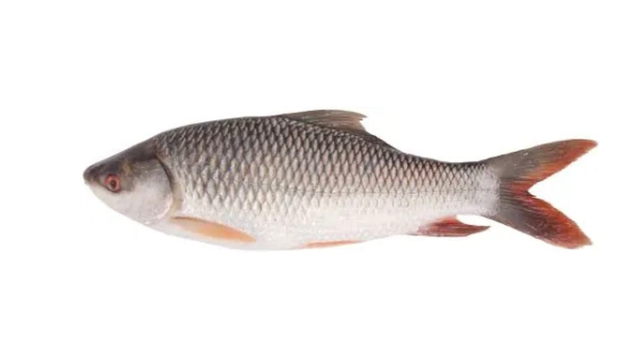 Rohu Fish XL Whole 3Kg+