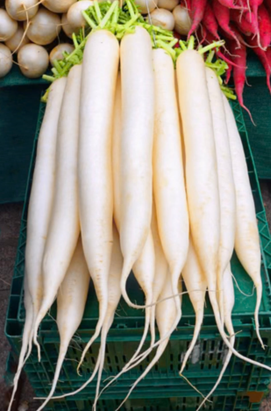 Mooli Radish per Kg