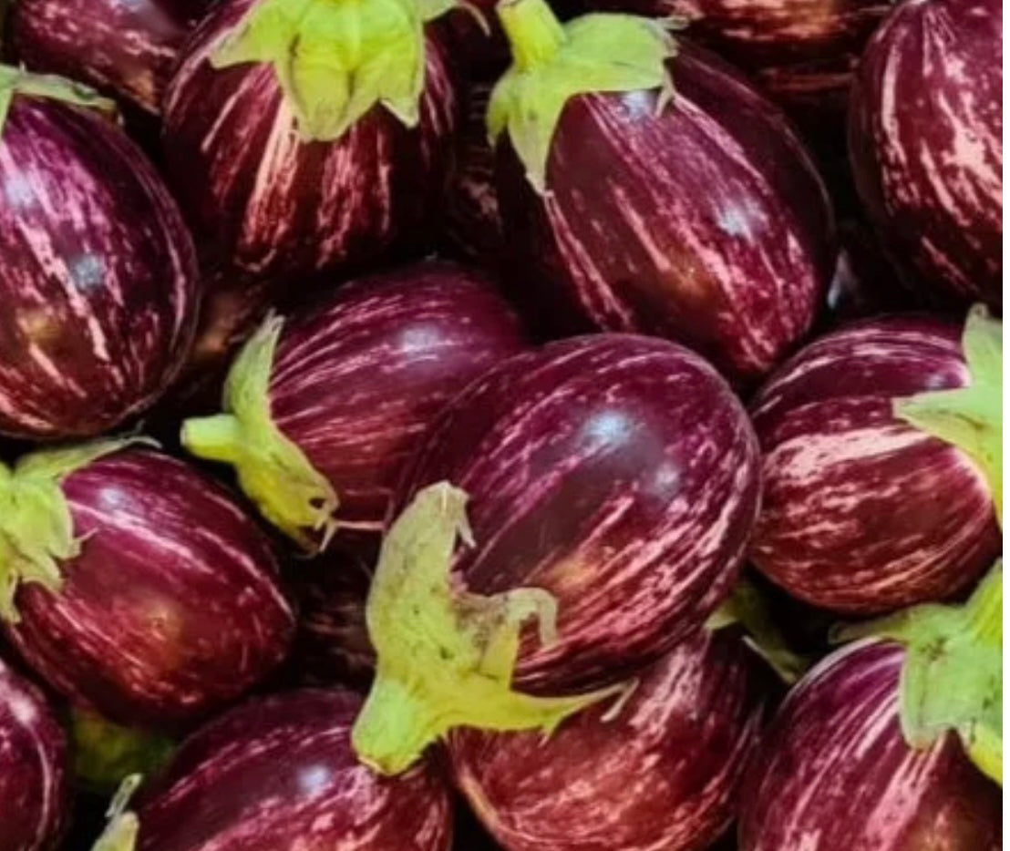 Ravaiya Round Stripe Aubergine kg