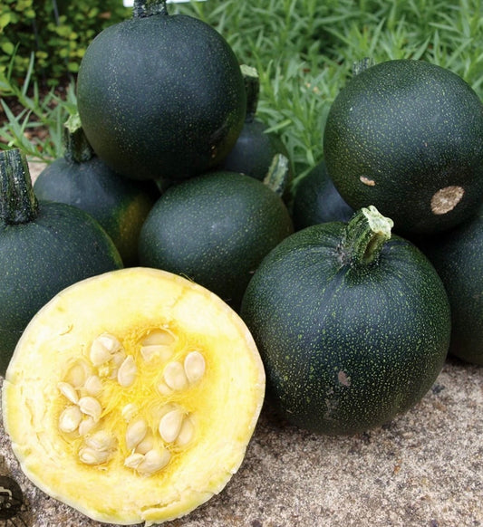 Gem Squash per kg