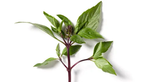 Thai Basil Per Kg