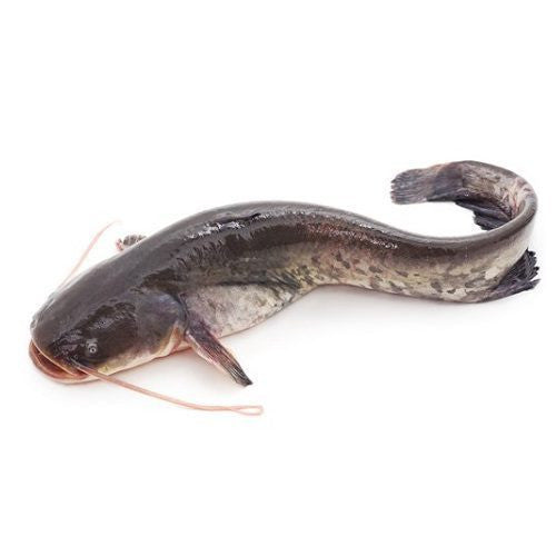 Catfish per Kg