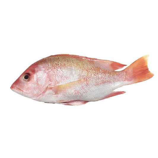 Red Snapper Fish Per 1Kg