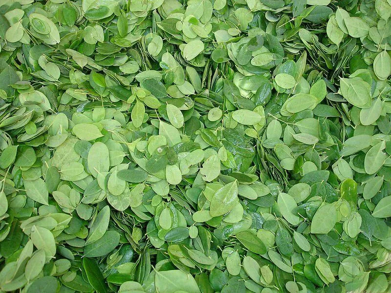 Fresh Moringa leaves