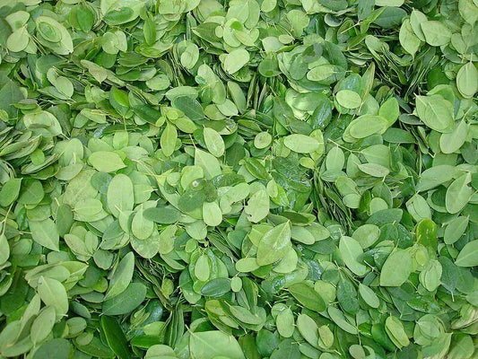 Fresh Moringa leaves